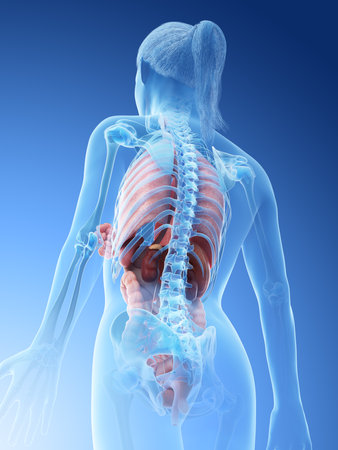 3d rendered illustration of a females organsの写真素材