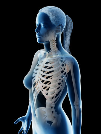 3d rendered illustration of a females skeletal thoraxの写真素材