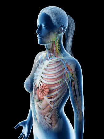 3d rendered illustration of a females upper body anatomyの写真素材