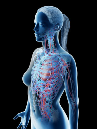 3d rendered illustration of a females upper body blood vesselsの写真素材