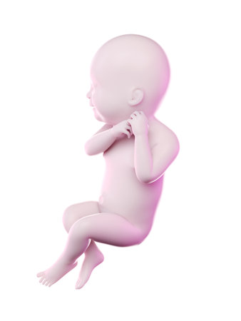 3d rendered illustration of a fetus week 40の写真素材