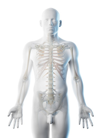 3d rendered illustration of a mans skeleton of the upper bodyの写真素材