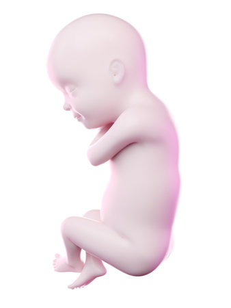 3d rendered illustration of a fetus week 30の写真素材