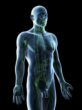 3d rendered illustration of a mans lymphatic systemの写真素材