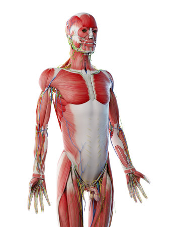 3d rendered illustration of a mans upper body anatomyの写真素材