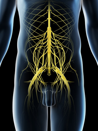 3d rendered illustration of a mans pelvic nervesの写真素材