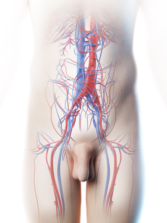 3d rendered illustration of a mans abdominal blood vesselsの写真素材
