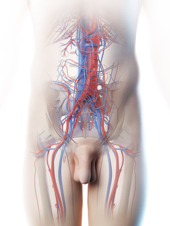 3d rendered illustration of a mans abdominal blood vessels