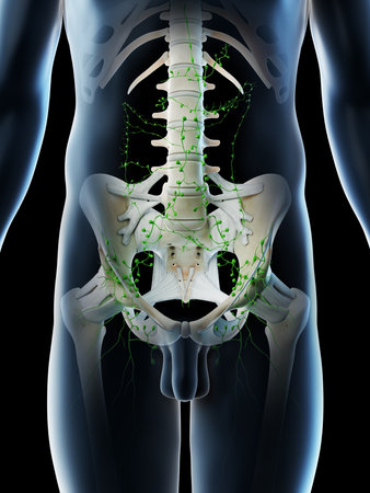 3d rendered illustration of a mans abdominal lymph nodesの写真素材