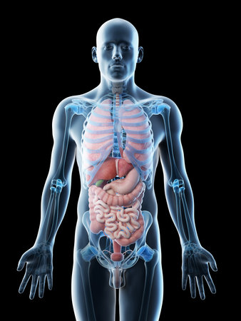 3d rendered illustration of a mans organsの写真素材