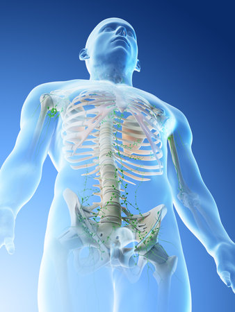 3d rendered illustration of a mans upper body lymphatic system
