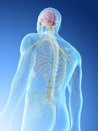 3d rendered illustration of a mans upper body nervesの写真素材