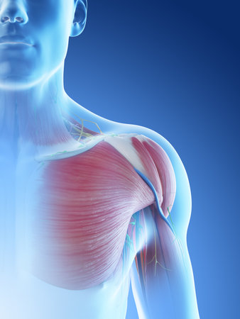 3d rendered illustration of a mans anatomy of the shoulderの写真素材