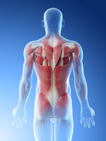 3d rendered illustration of a mans muscles of the backの写真素材