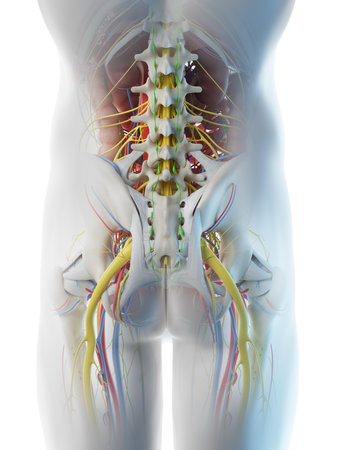 3d rendered illustration of a mans anatomy of the pelvis