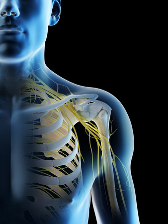 3d rendered illustration of a mans nerves of the shoulderの写真素材