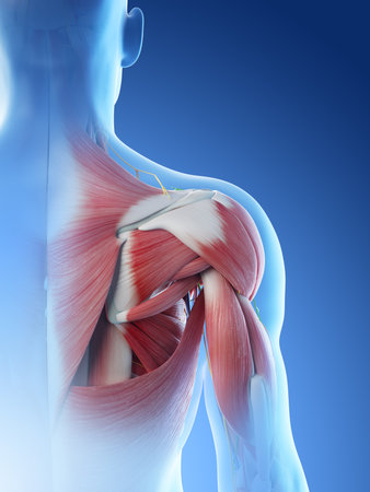 3d rendered illustration of a mans anatomy of the shoulderの写真素材