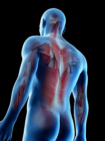 3d rendered illustration of a mans muscular backの写真素材