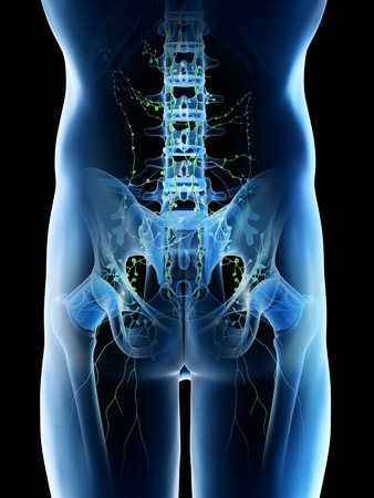3d rendered illustration of a mans pelvic lymph nodesの写真素材