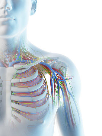 3d rendered illustration of a mans anatomy of the shoulder