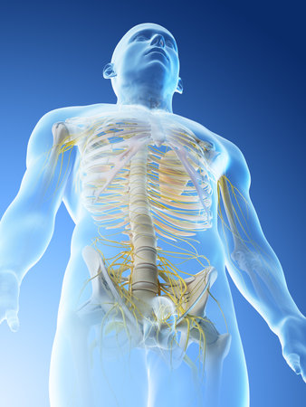 3d rendered illustration of a mans nerves of the upper bodyの写真素材
