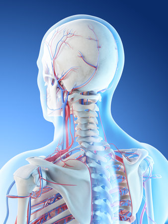 3d rendered illustration of a mans vascular anatomy of the head and neckの写真素材