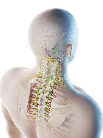 3d rendered illustration of a mans anatomy of the head and neckの写真素材