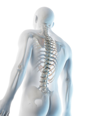 3d rendered illustration of a mans upper body bonesの写真素材