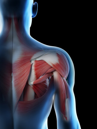 3d rendered illustration of a mans anatomy of the shoulderの写真素材