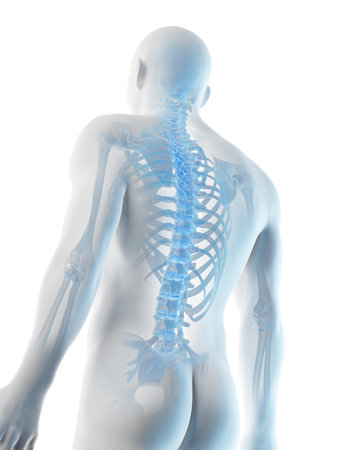 3d rendered illustration of a mans upper body bonesの写真素材