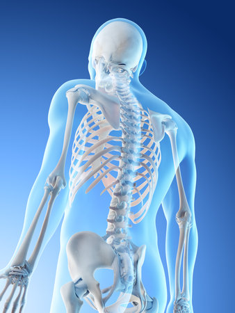 3d rendered illustration of a mans upper body bonesの写真素材