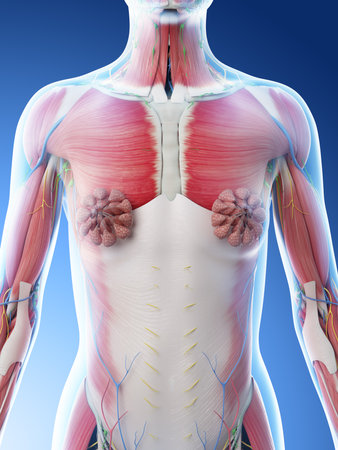 3d rendered illustration of a females upper body anatomyの写真素材