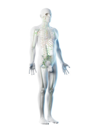 3d rendered illustration of a males lymphatic systemの写真素材