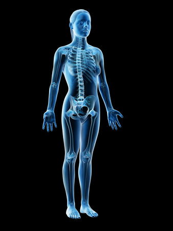3d rendered illustration of a females skeleton and ligamentsの写真素材