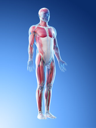 3d rendered illustration of a mans anatomyの写真素材