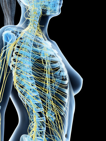 3d rendered illustration of a females nervous system of the upper bodyの写真素材