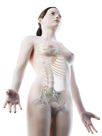 3d rendered illustration of a females skeletal upper body