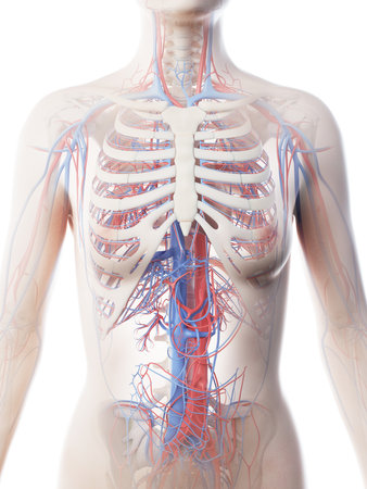 3d rendered illustration of a females vascular system of the upper bodyの写真素材