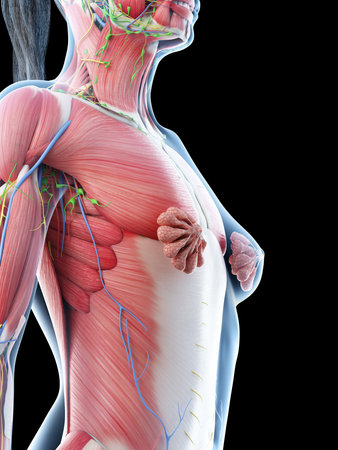 3d rendered illustration of a females upper body anatomyの写真素材