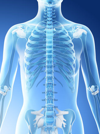 3d rendered illustration of a females skeletal upper body