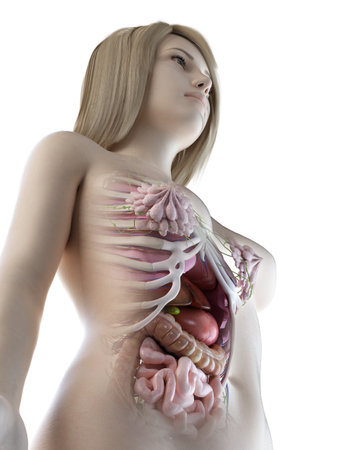 3d rendered medically accurate illustration of a females abdominal organsの写真素材