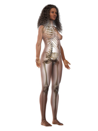 3d rendered medically accurate illustration of a black females skeletal systemの写真素材