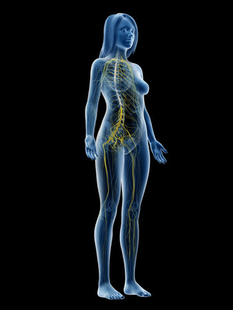 3d rendered medically accurate illustration of a females nervous systemの写真素材