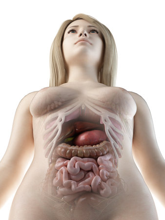 3d rendered medically accurate illustration of a females abdominal organsの写真素材