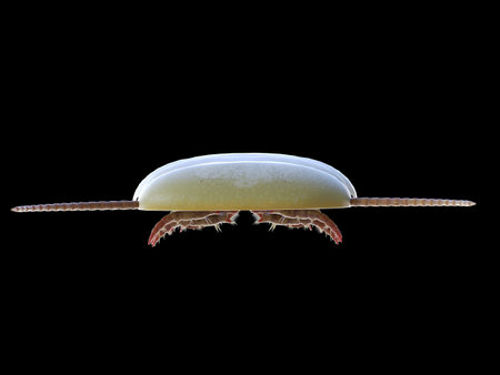 3d rendered illustration of a pre-historic marine creature - sidneyia