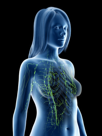 3d rendered medically accurate illustration of a females lymphatic systemの写真素材