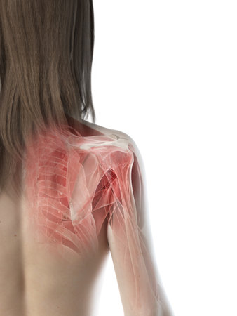 3d rendered medically accurate illustration of a females shoulder musclesの写真素材