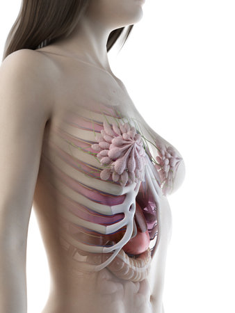 3d rendered medically accurate illustration of a females  mammary glandsの写真素材