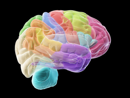 3d rendered medically accurate illustration of the sections of the human brainの写真素材