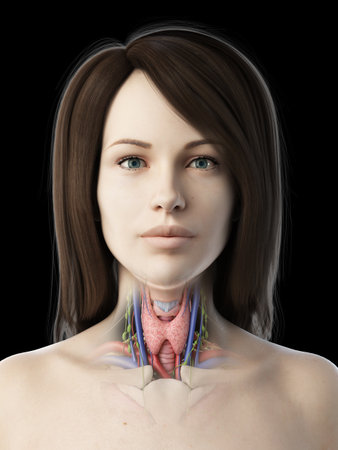 3d rendered medically accurate illustration of a females thyroid gland